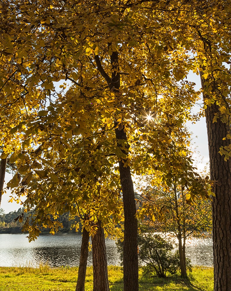 Fall Tree